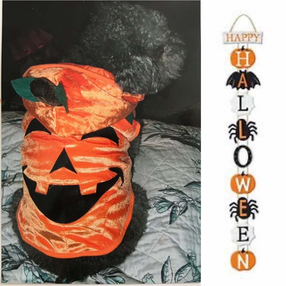 Pumpkin dog Halloween costume size M